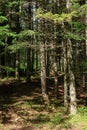 Forest in the mountains in the national park Durmitor, Montenegro Royalty Free Stock Photo