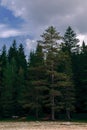 Forest in the mountains in the national park Durmitor, Montenegro Royalty Free Stock Photo