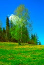 Forest and mountains, solitary birch, hilltop