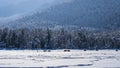 The forest on the mountainside is covered with frost Royalty Free Stock Photo