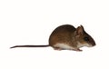 Forest mouse. Isolated on a white background