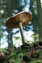 Forest mushroom