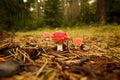 Forest Mushroom Royalty Free Stock Photo
