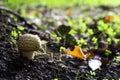 Forest mushroom