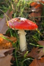 Forest mushroom