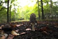 Forest mushroom in autumn mood Royalty Free Stock Photo