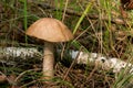 Forest mushroom brown cap boletus growing in a green moss. Royalty Free Stock Photo