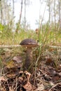 Forest mushroom brown cap boletus growing in the autumn forest among fallen leaves, moss and grass. Edible mushroom bay bolete Royalty Free Stock Photo