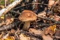 Forest mushroom brown cap boletus growing in a green moss. Royalty Free Stock Photo