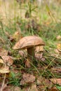 Forest mushroom brown cap boletus growing in a green moss. Royalty Free Stock Photo