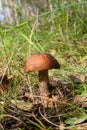 Forest mushroom brown cap boletus growing in a green moss Royalty Free Stock Photo