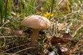 Forest mushroom brown cap boletus growing in a green moss. Royalty Free Stock Photo
