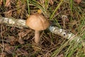 Forest mushroom brown cap boletus growing in a green moss. Royalty Free Stock Photo