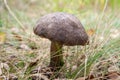 Forest mushroom brown cap boletus growing in a green moss. Royalty Free Stock Photo