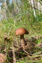 Forest mushroom brown cap boletus growing in a green moss Royalty Free Stock Photo