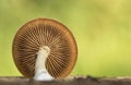 Forest Mushroom closeup macro woods