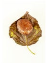 Forest mushroom on a dry leaf on a white background Royalty Free Stock Photo