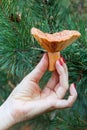 Forest mushroom in female hand Royalty Free Stock Photo