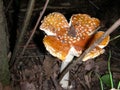A forest mushroom flies with an agaric, on the hood of a crack
