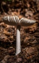 Forest mushroom, greece. Lonely mushroom in a forest of unexplained species. Forest fungus