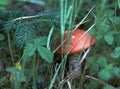 Forest mushroom growing in grass and summer leaves Royalty Free Stock Photo