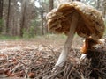 Forest mushroom Royalty Free Stock Photo