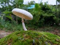 Mushroom on the moss Royalty Free Stock Photo