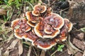 Forest mushroom in moss after bir longtime rain