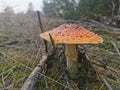 Forest, mushroom, Moss, nature Royalty Free Stock Photo