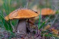 Forest Mushroom orange-cap boletus in the grass. Royalty Free Stock Photo