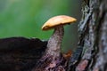 Forest Mushroom orange-cap boletus in the grass. Royalty Free Stock Photo