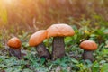 Forest Mushroom orange-cap boletus in the grass.