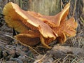 Forest mushroom photo.