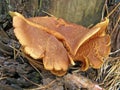 Forest mushroom photo.