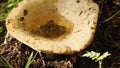 A forest mushroom with rain water in its cap. Close-up. Mushroom gills clearly visible