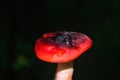 Forest mushroom russula