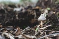 Forest mushroom toadstool, macro photo, dark and moody effect