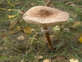 Forest mushroom umbrella.