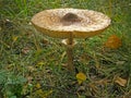 Forest mushroom umbrella.