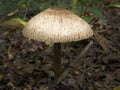 Forest mushroom umbrella.