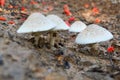 forest mushroom view. mushroomoor Royalty Free Stock Photo