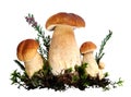 Forest mushrooms