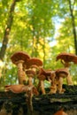 Forest mushrooms