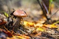 Forest mushrooms. birch mushroom. aspen mushroom Royalty Free Stock Photo