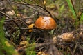 Forest mushrooms. birch mushroom. aspen mushroom Royalty Free Stock Photo