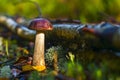 Forest mushrooms. birch mushroom. aspen mushroom Royalty Free Stock Photo