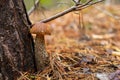 Forest mushrooms. birch mushroom. aspen mushroom Royalty Free Stock Photo