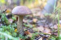 Forest mushrooms. birch mushroom. aspen mushroom Royalty Free Stock Photo