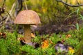 Forest mushrooms. birch mushroom. aspen mushroom Royalty Free Stock Photo