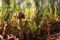 Forest mushrooms. birch mushroom. aspen mushroom Royalty Free Stock Photo